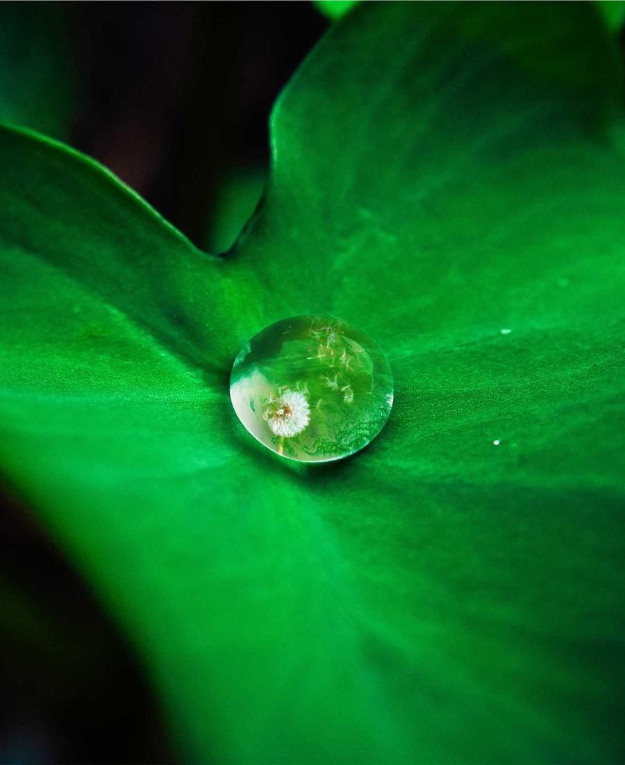 Plant Preserved Shampoo