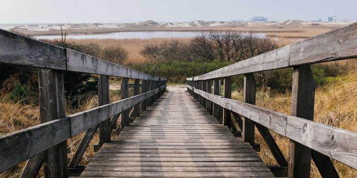 Dinh dưỡng cho mèo 2026