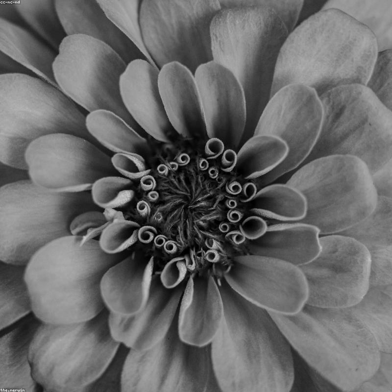 Trà Hoa Atiso Đỏ Hibiscus