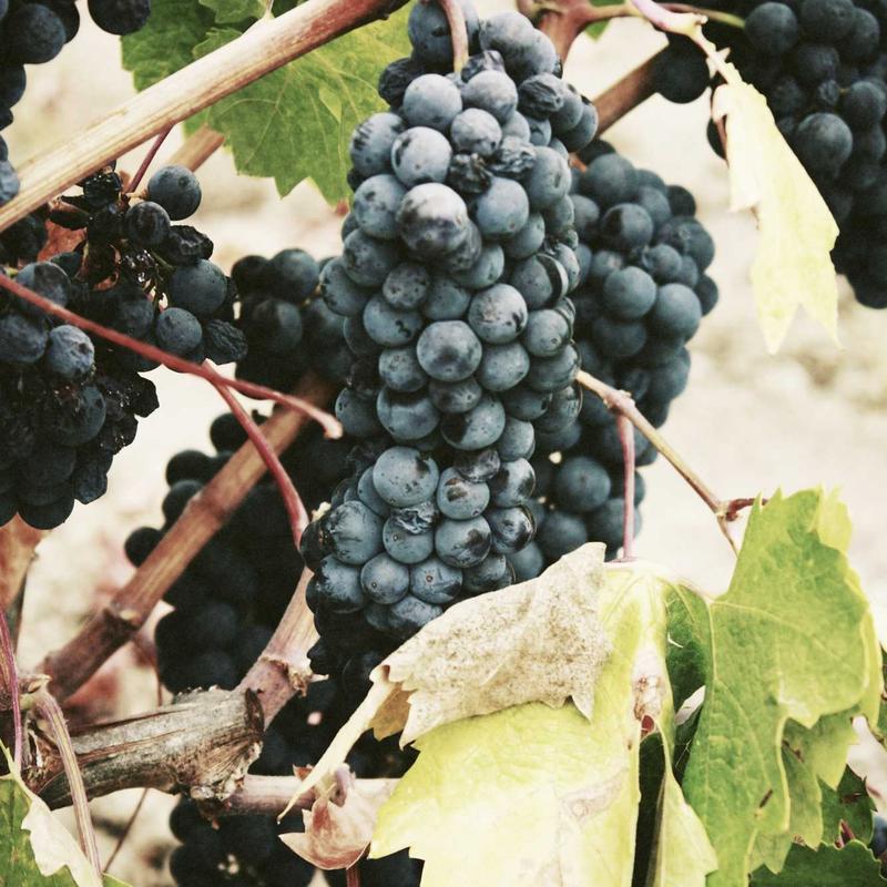 Quần jean 2026 Wide Leg Eco-Wash 4