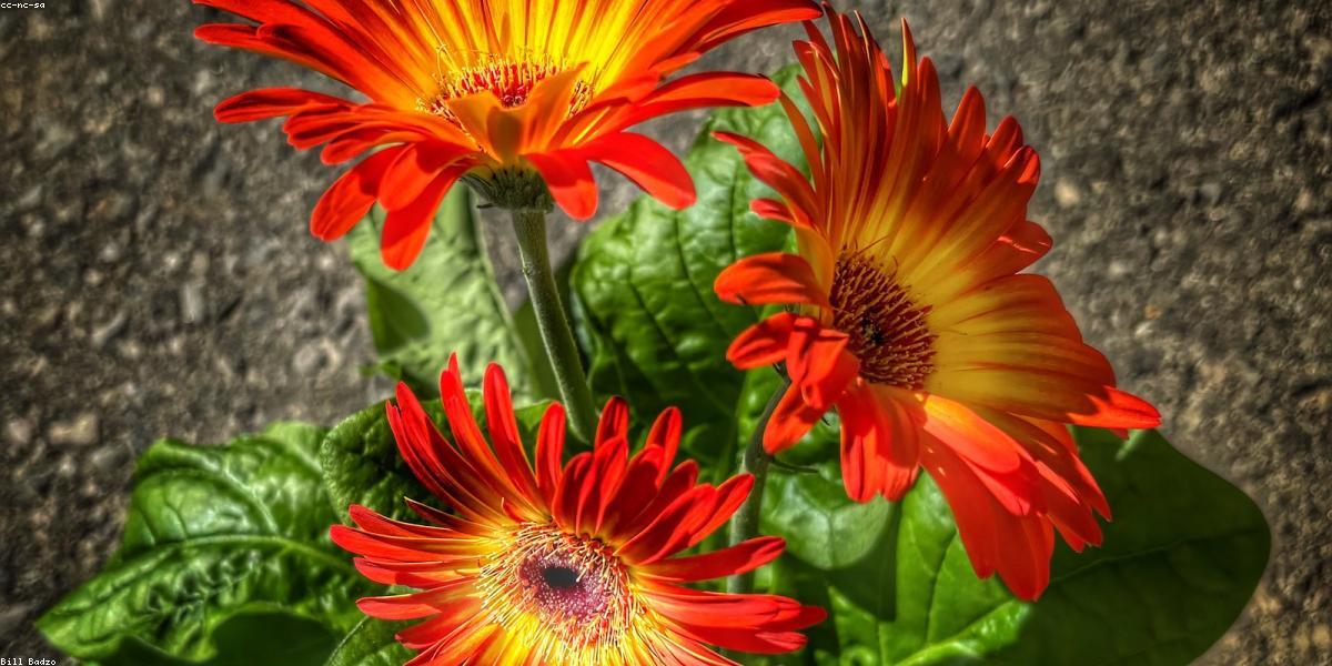 Dự án nhà phố LEED Gold Trần Minh Đức