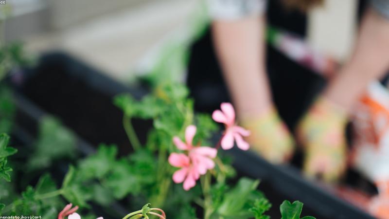 Chi tiết vân gỗ tự nhiên