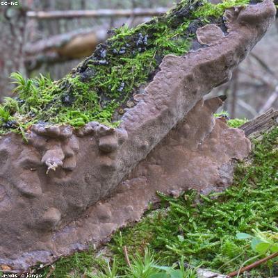 Nấm Thượng Hoàng