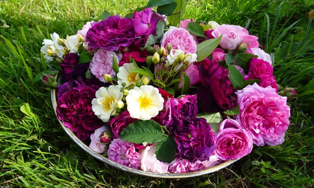 Color Palette Analysis