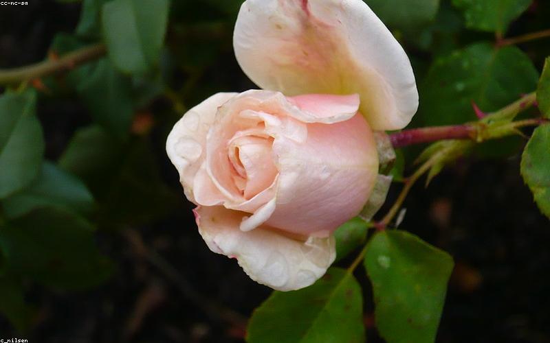 Cung cấp dinh dưỡng cho hoa hồng