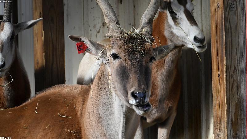 Automated Code Generation