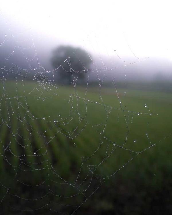 Huấn luyện viên