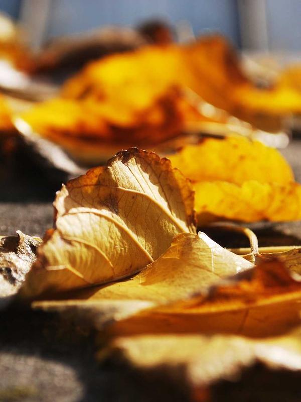 Gold Clock Mechanism