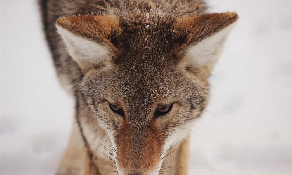 Kỹ thuật Rider 2026