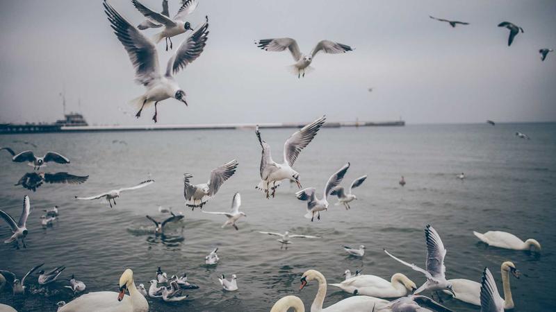 Thị trường smartphone Việt Nam