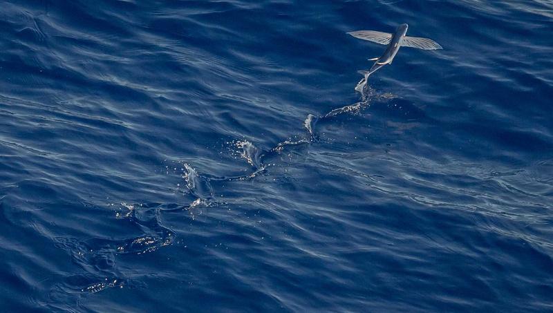 Không gian tại Mochi Pet Shop