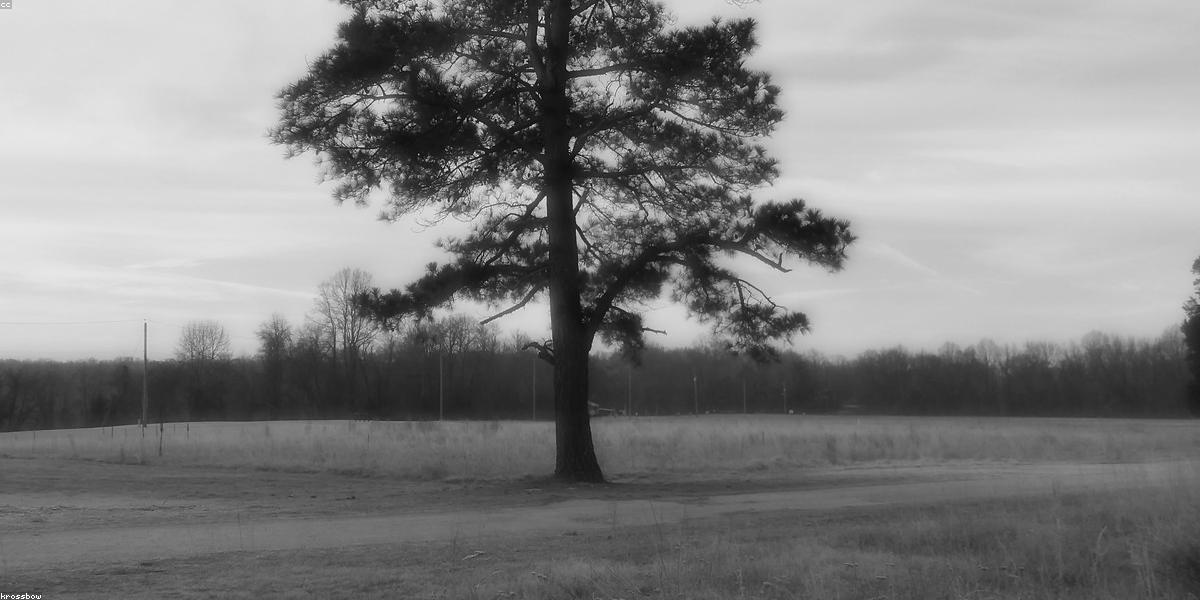 Wedding Budget Planning