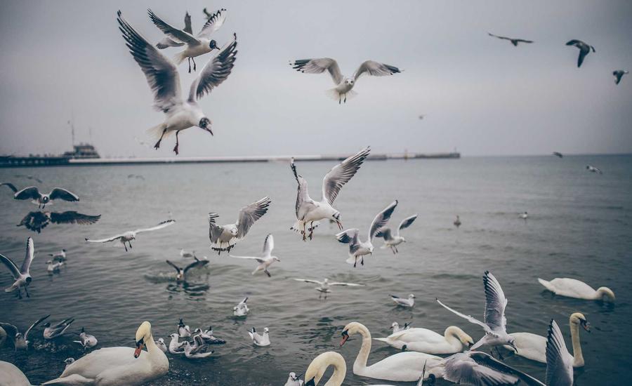 Cộng đồng thơ Việt Nam 2026