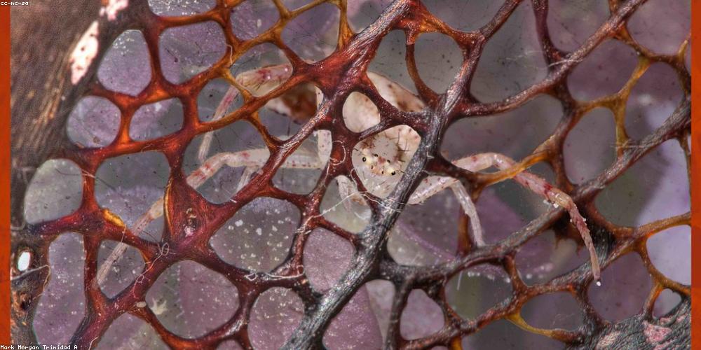 AI Technology in Web Design