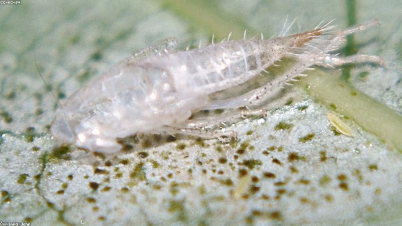 Cấu trúc hàng rào bảo vệ da