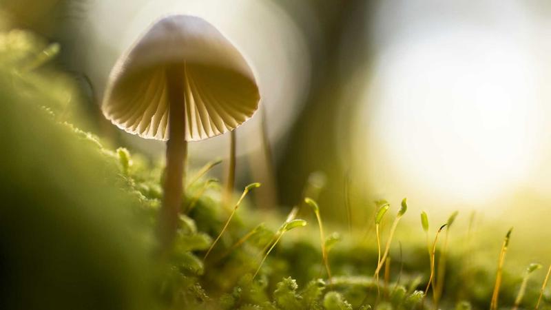 Advanced Design Elements