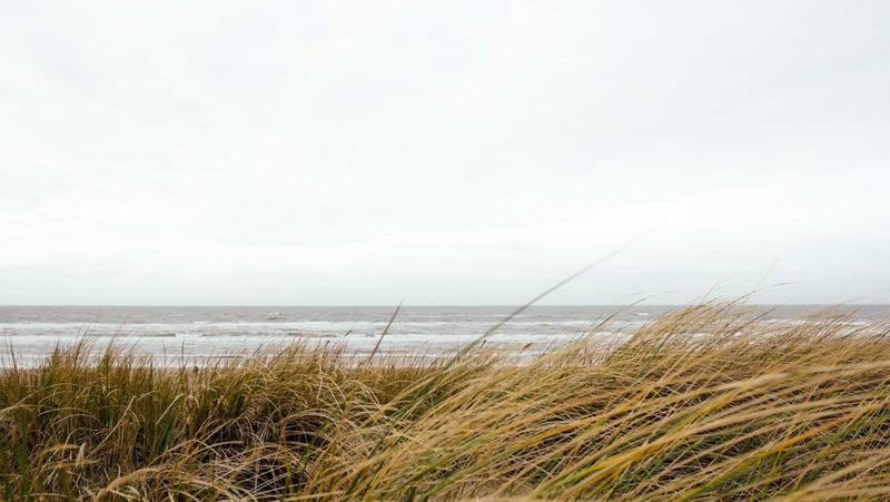 Hoạt động chăm sóc cừu tại trang trại