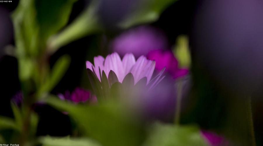 Không gian xanh tại Forest Retreat