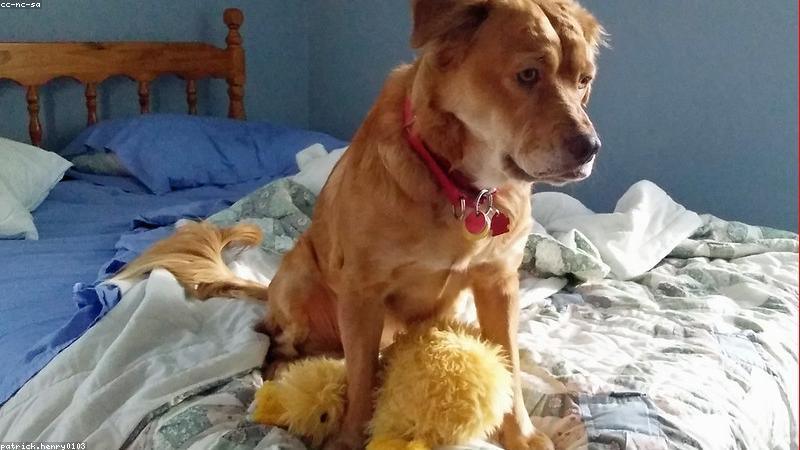 Không gian phòng ngủ thư giãn với gấu bông