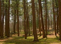 Thống kê dopamine 2026