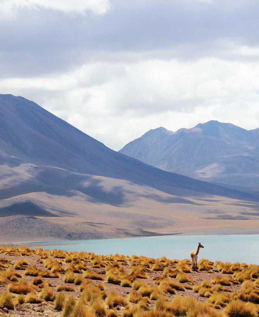 Limited Edition Kimono Denim