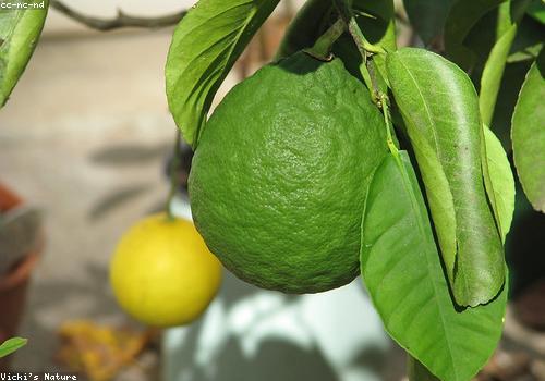 Các loại tinh dầu cam chanh