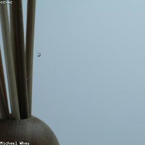 Tinh dầu khuếch tán