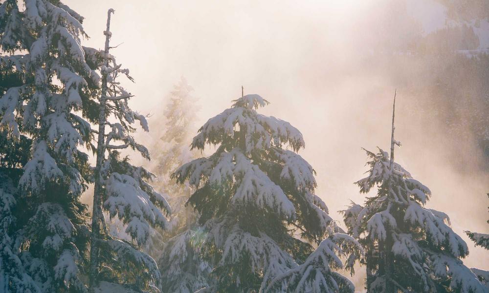 Trang trí mây tre và cây xanh