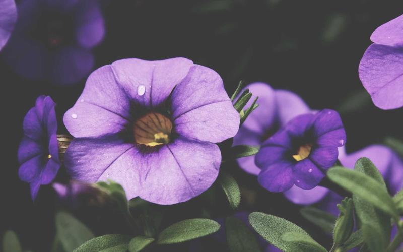 Mobile Luxury Interface