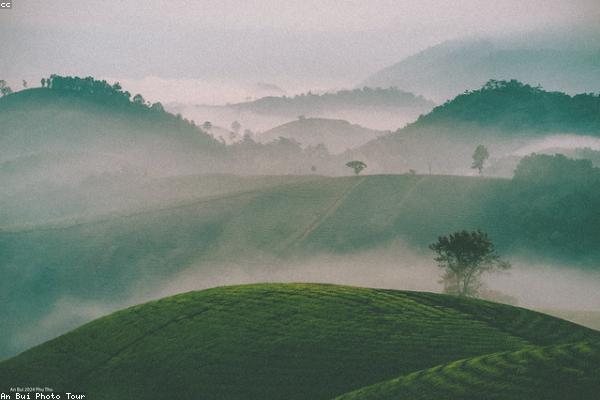 Cánh đồng trà Shizuoka