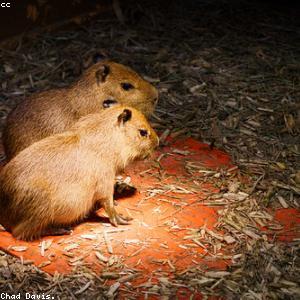 Capybara