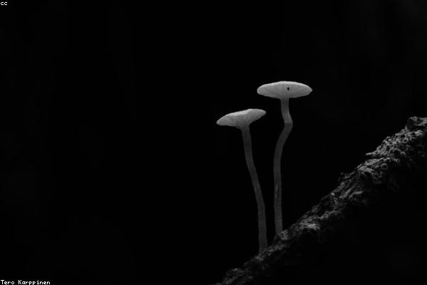 Canon G3010 Features