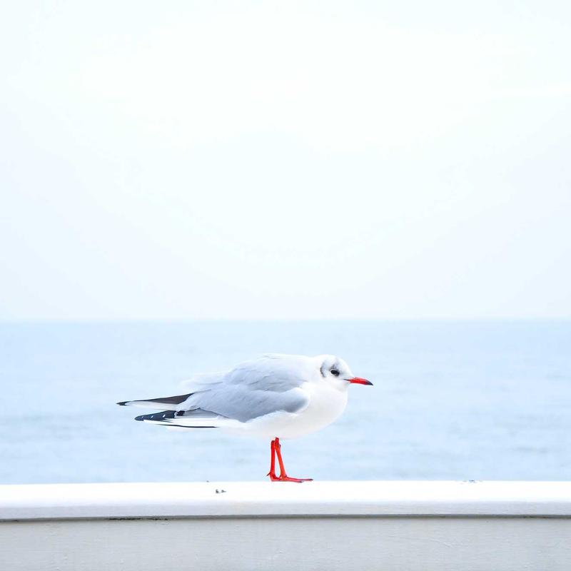 Thắt Lưng Da Bò Khóa Kim