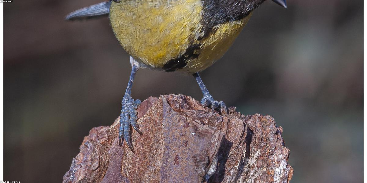 Chân dung ngoài trời tự nhiên