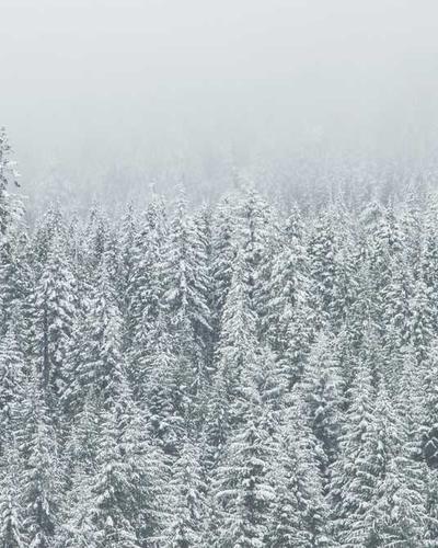 Lụa hồng anh đào