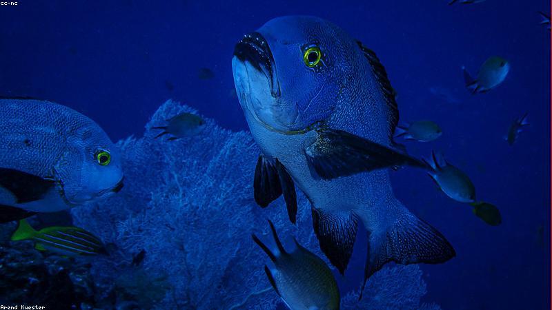 Khám phá thiên nhiên cùng PicnicSet VN