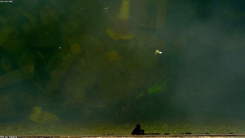 Chà rửa giày sneaker đúng cách