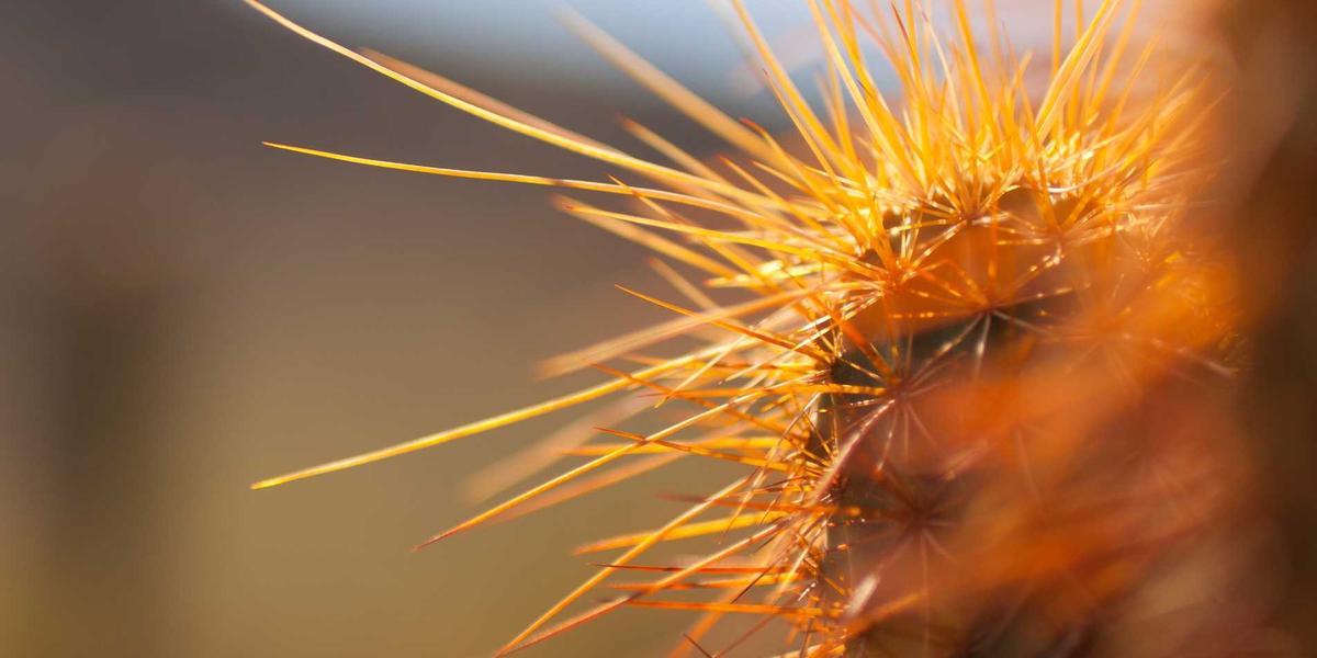 Chi tiết dát vàng 24k tinh xảo