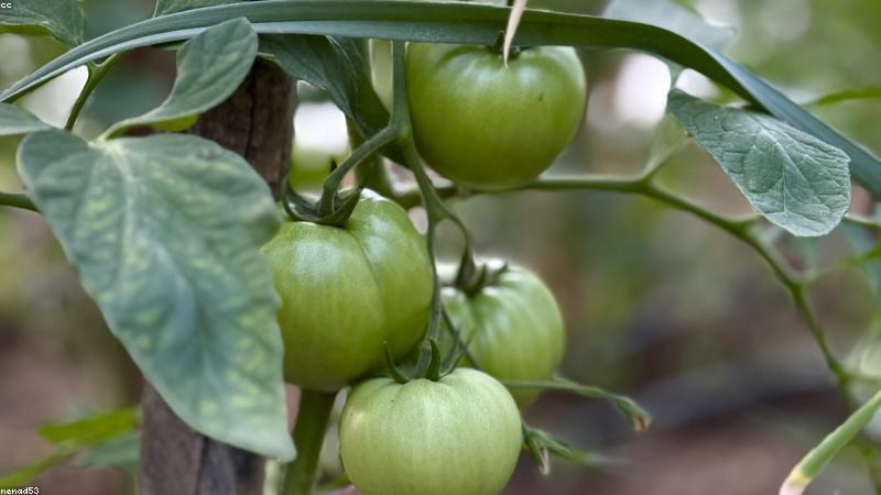 Chiết xuất Bakuchiol từ thiên nhiên