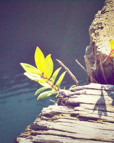 Lan Hồ Điệp Thượng Lưu