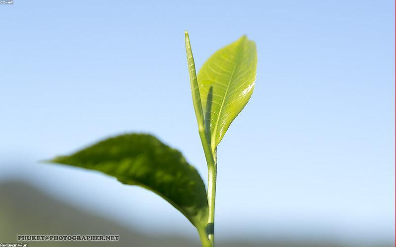Cận cảnh búp trà Shan Tuyết