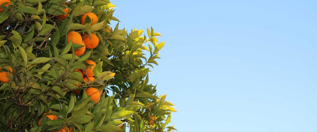 Data Analysis for KOC