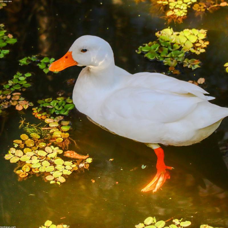 Camera an ninh Ezviz C6N 1080P