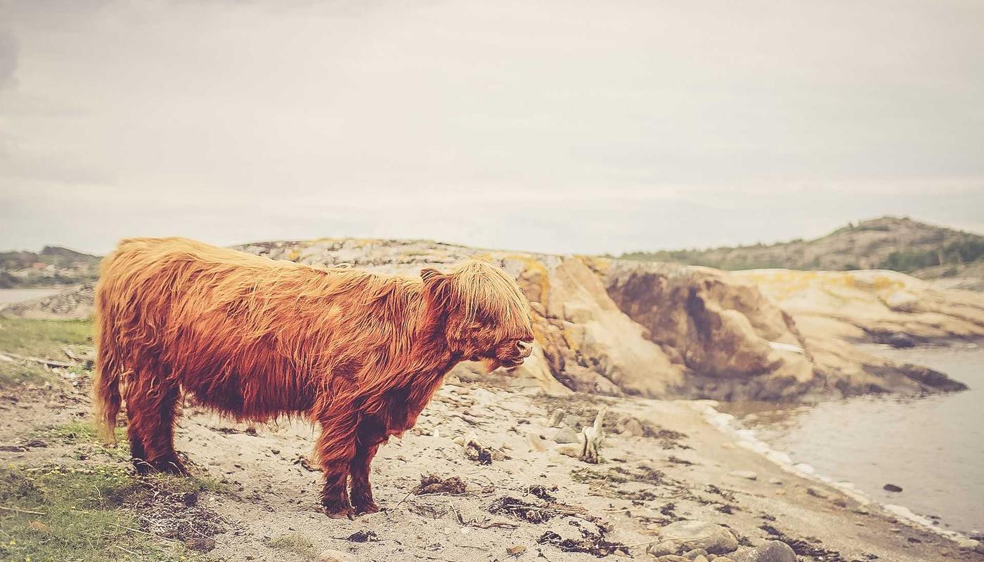 Close up hairstroke details