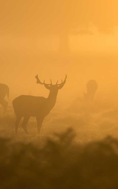 Bàn ăn Royal Zenith 2026