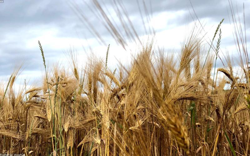 Dinh dưỡng trong thi đấu