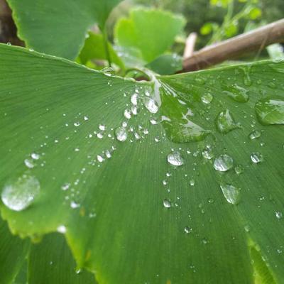 Neural Shield Enterprise