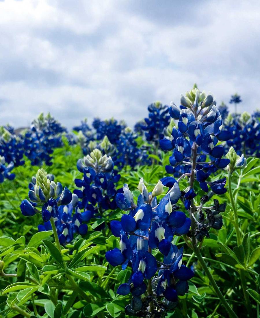 Conditioning Treatment