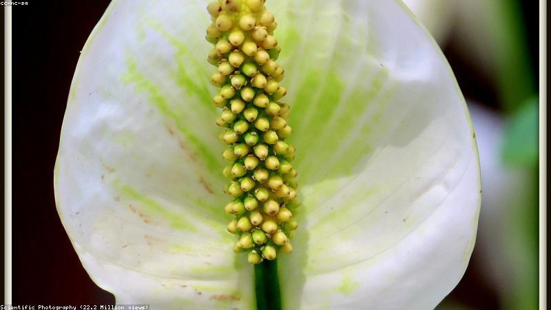 Không gian xanh trong nhà với PlantersParadise