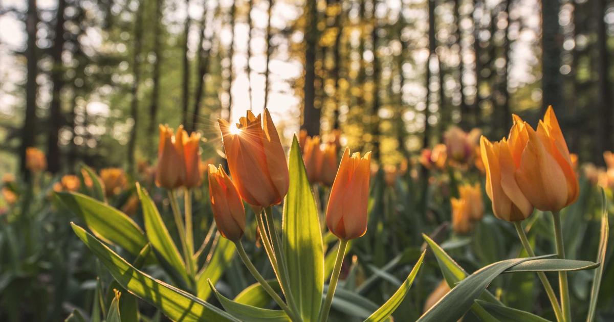 Hướng Dẫn 5 Bước Lựa Chọn Và Kết Hợp Thảo Dược An Toàn Tại Nhà: Cẩm Nang Từ Workshop Của Chuyên Gia Hoàng Thị Ngân